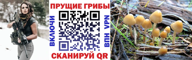 где купить наркоту  Щёлкино  Галлюциногенные грибы MAGIC MUSHROOMS 